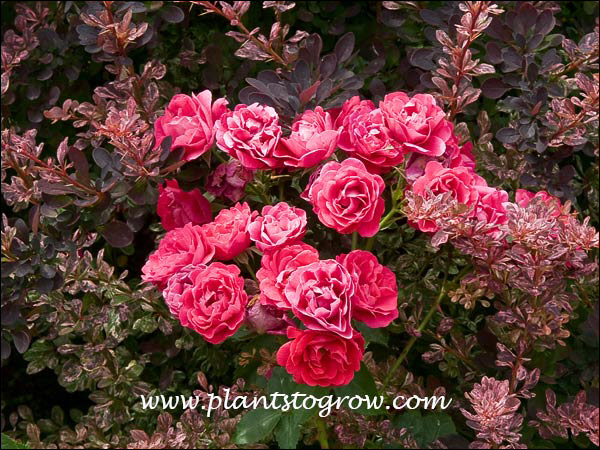 A cluster of flowers sharing space with a Rosy Glow Barberry.